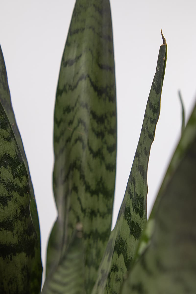 Sansevieria Zeylanica Devil's Tongue | Planteria Group