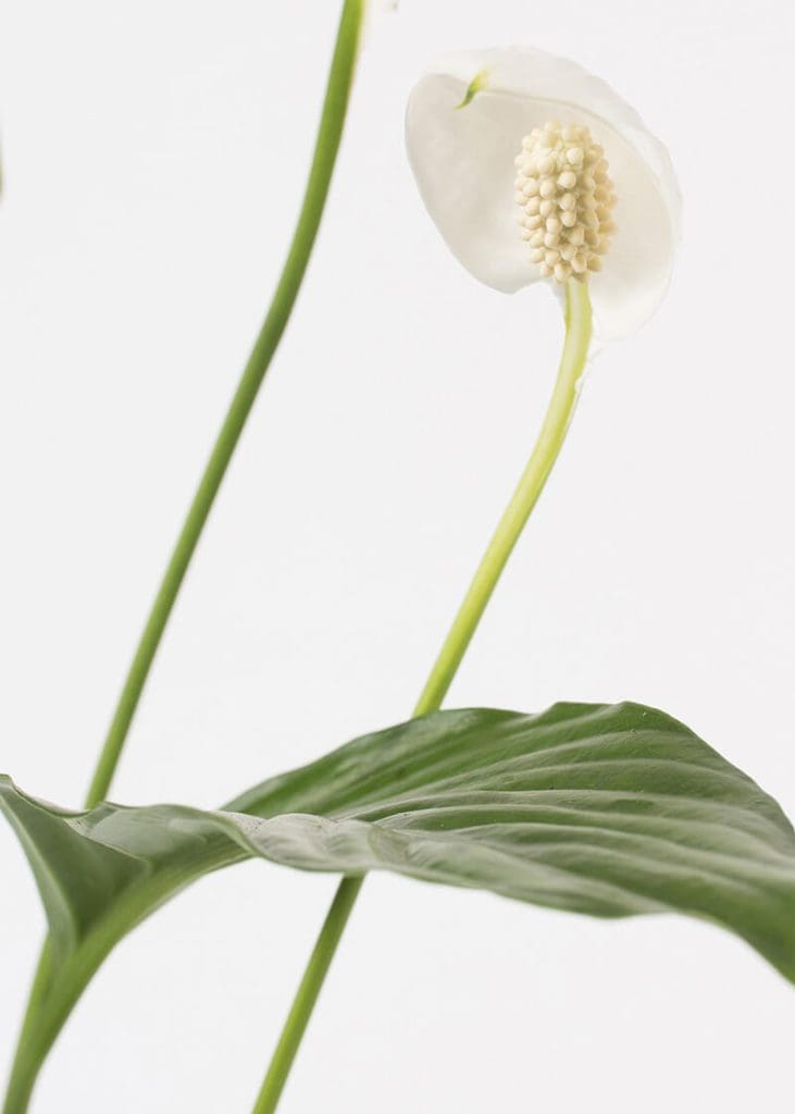 Planteria group