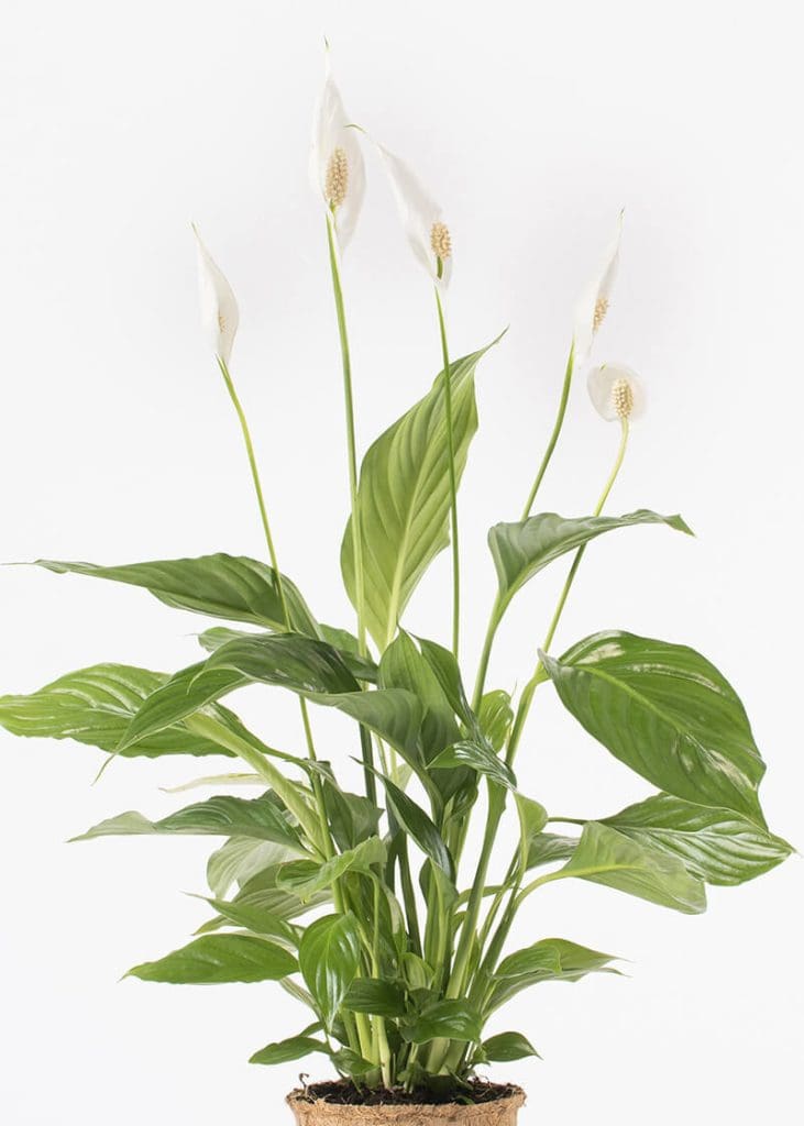 Planteria group