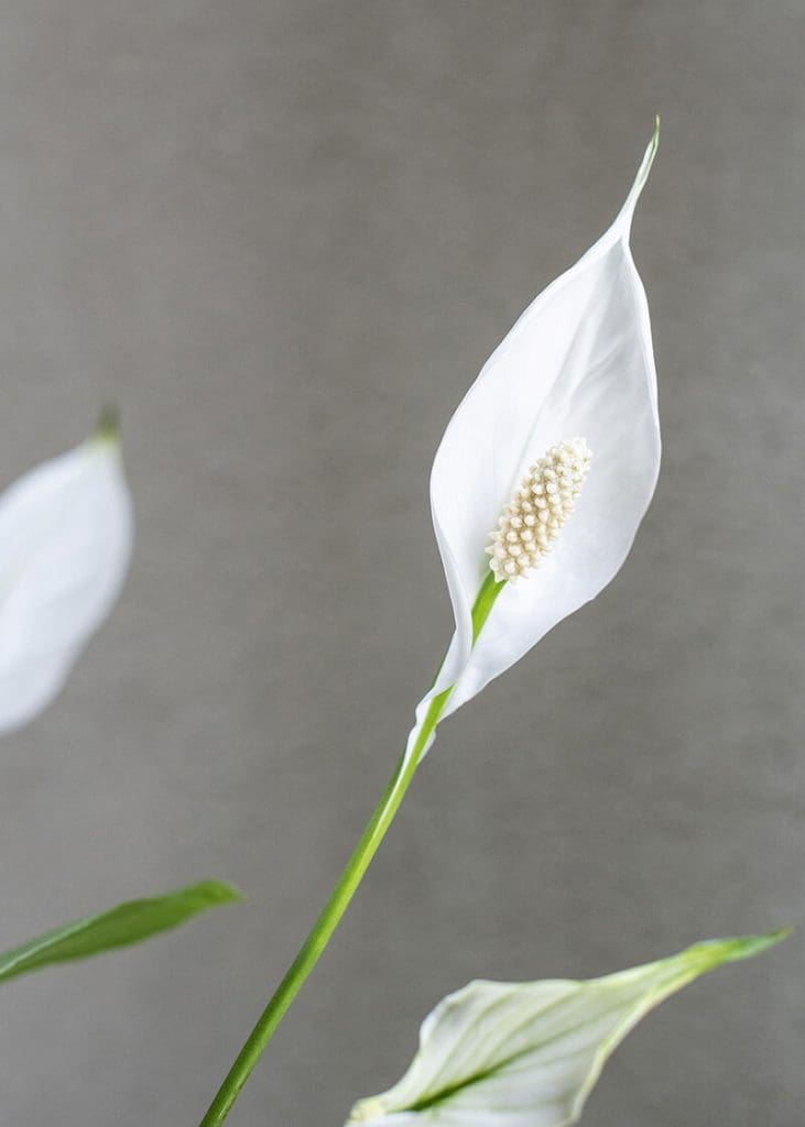 Planteria group