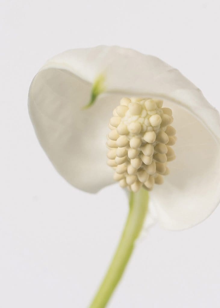 Planteria group