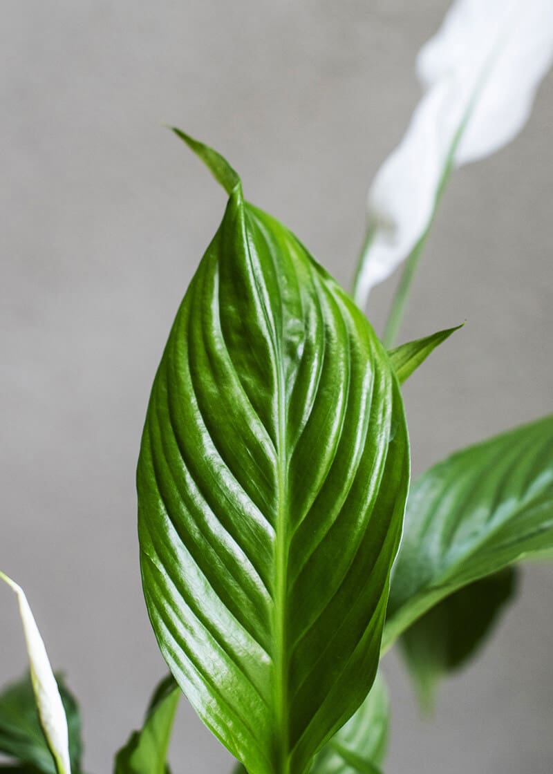 buy snake plants near me Sansevieria Moonshine Snake Plant main image 1