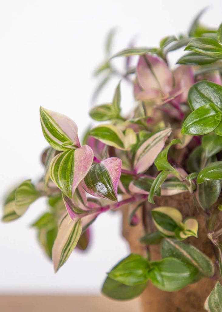 Tradescantia “Four-coloured Spiderwort” 26 Planteria group
