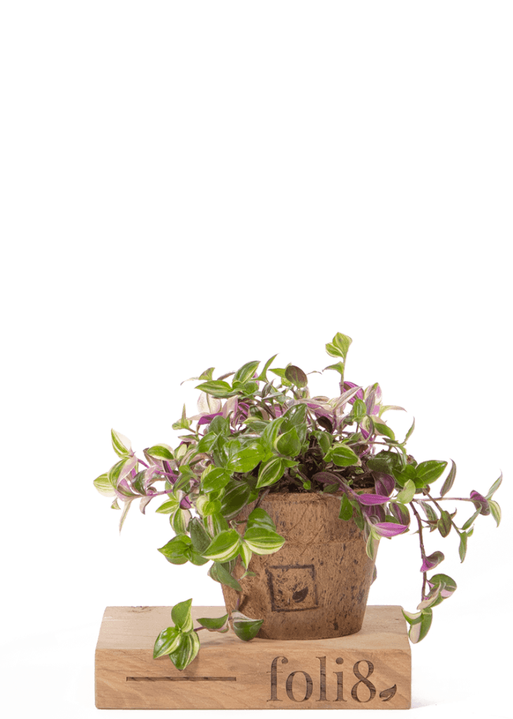 Tradescantia “Four-coloured Spiderwort” 23 Planteria group