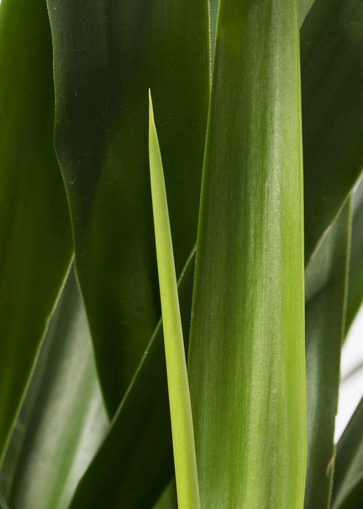 Planteria group