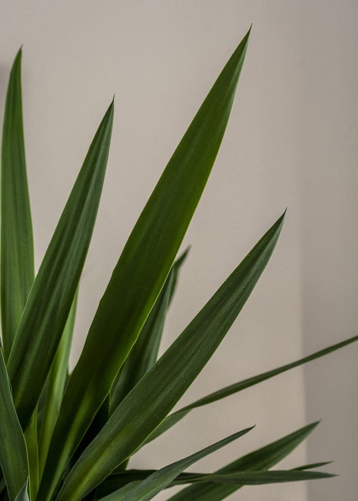 Planteria group