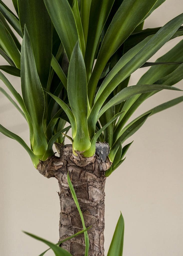 Planteria group