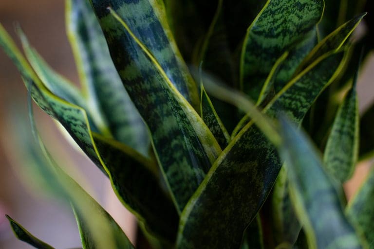 Planteria group