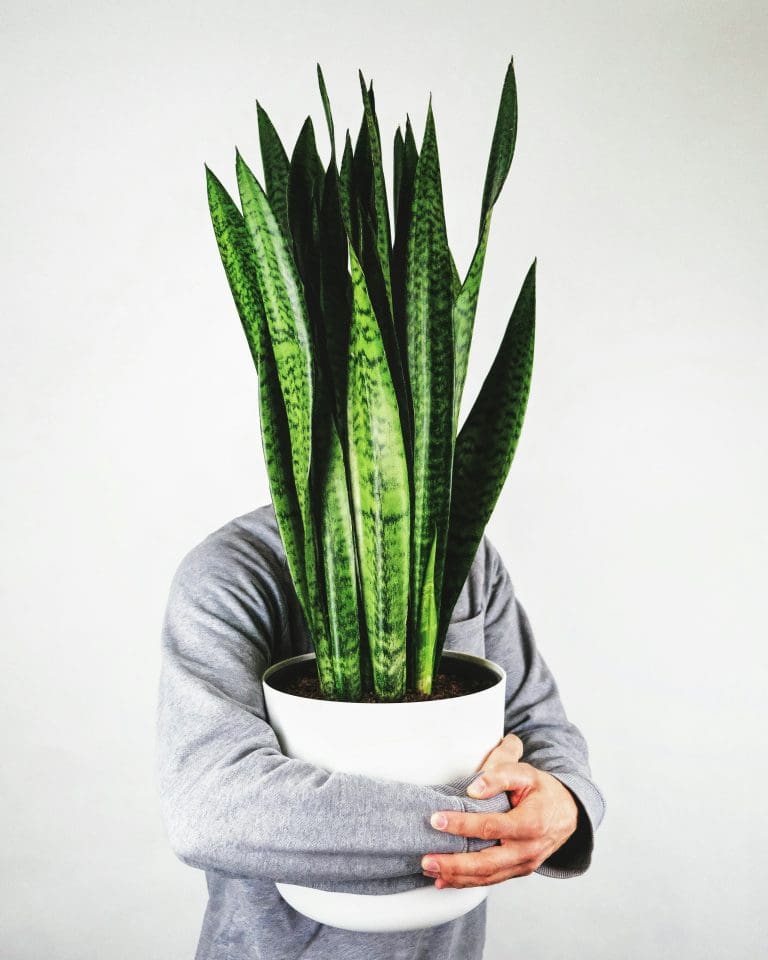 Planteria group
