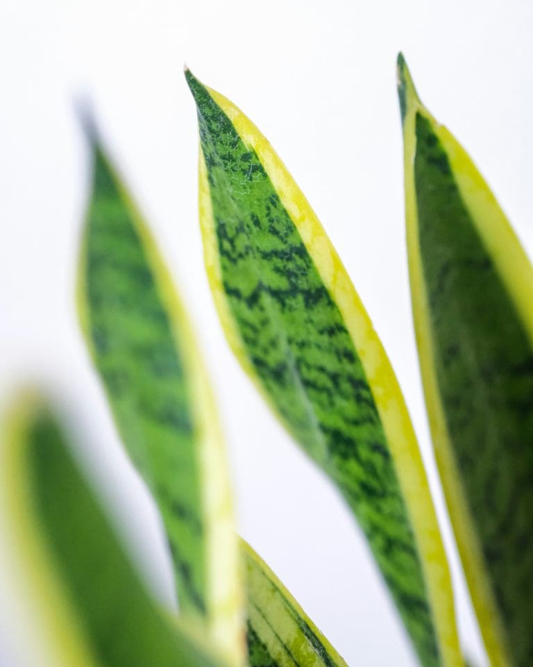 Planteria group