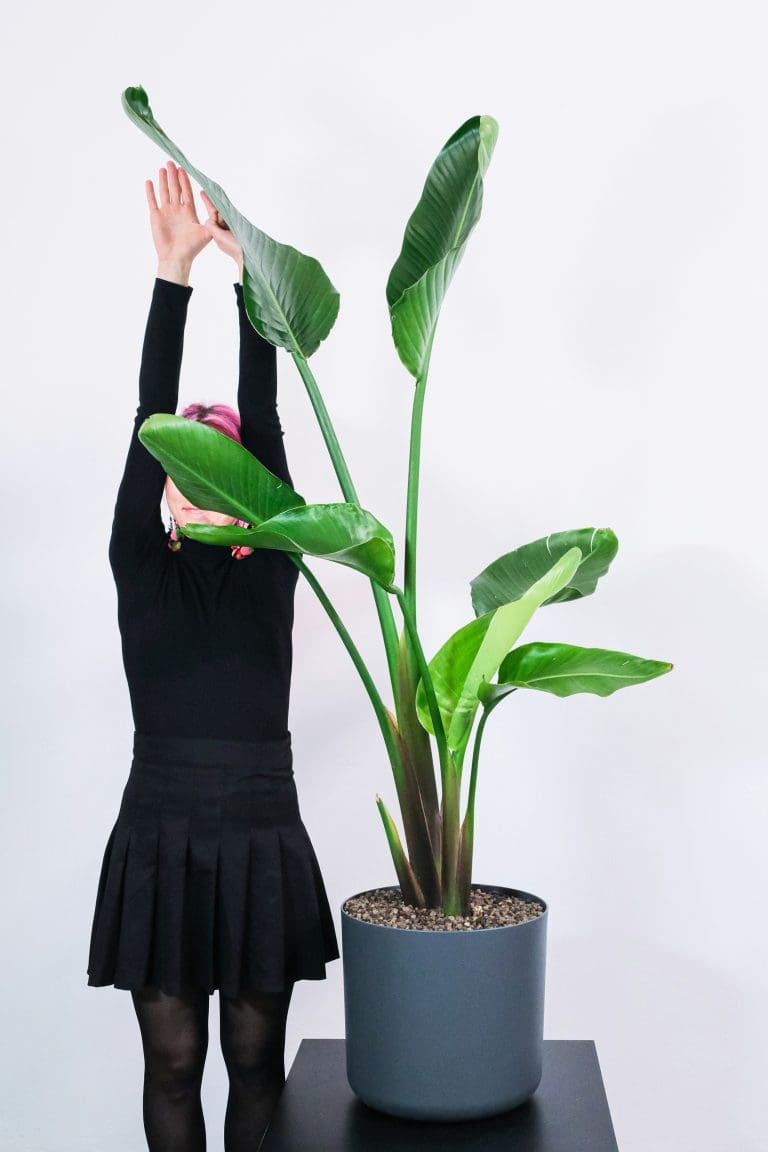 Planteria group