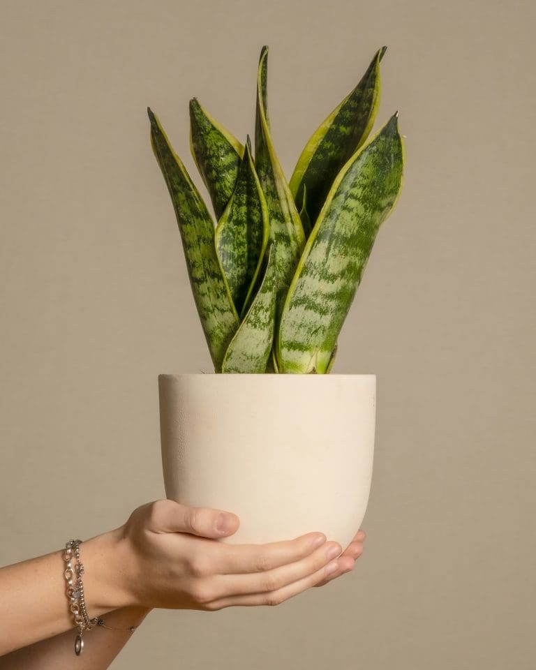 Planteria group