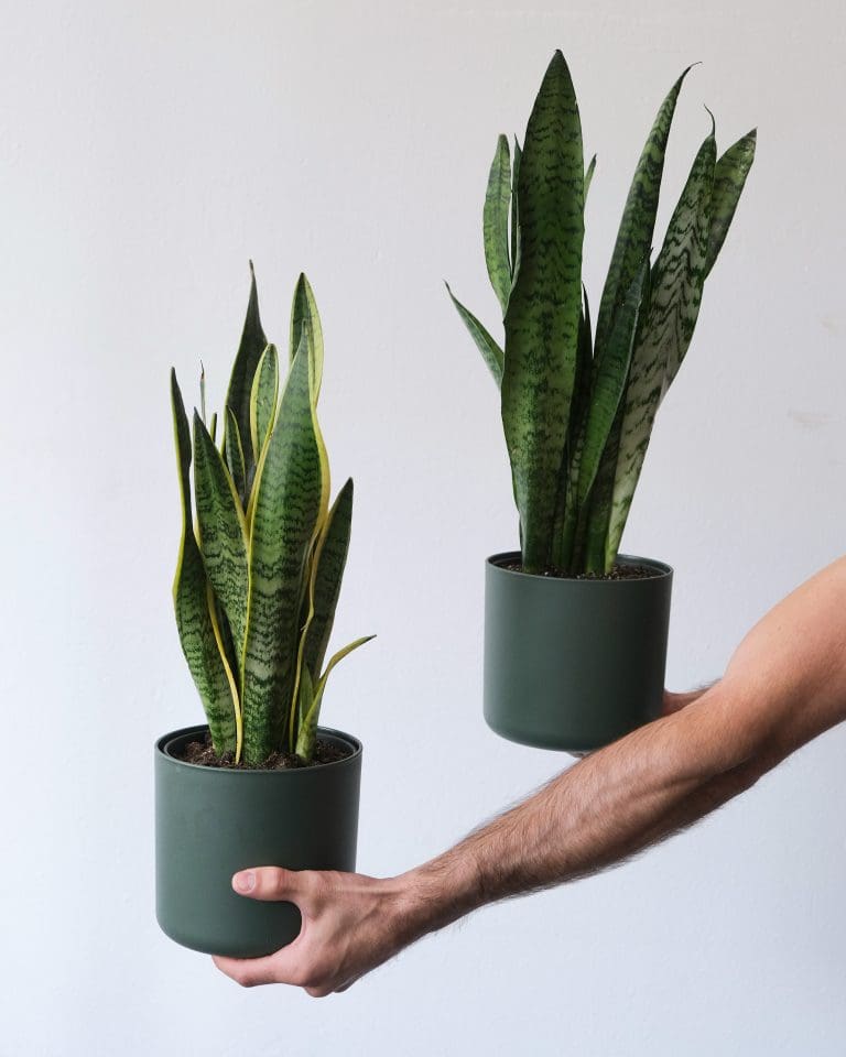 Planteria group