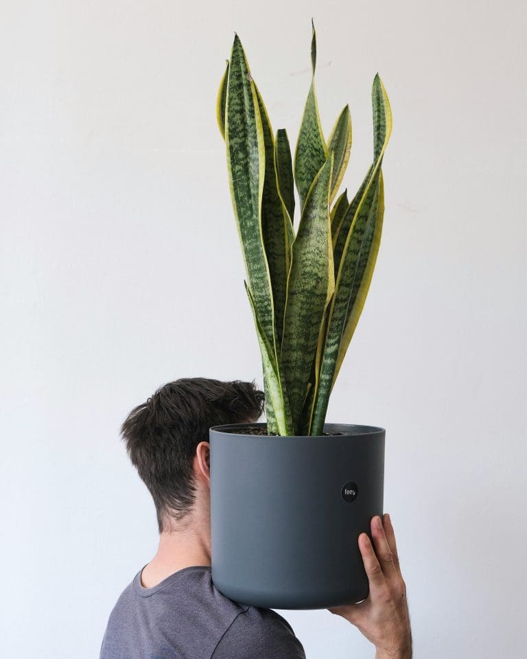 Planteria group