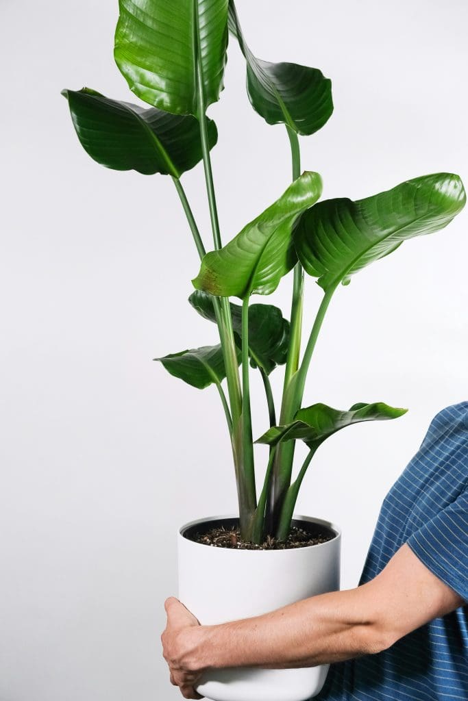 Planteria group