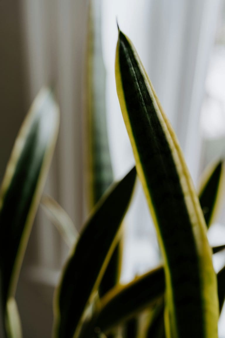 Planteria group