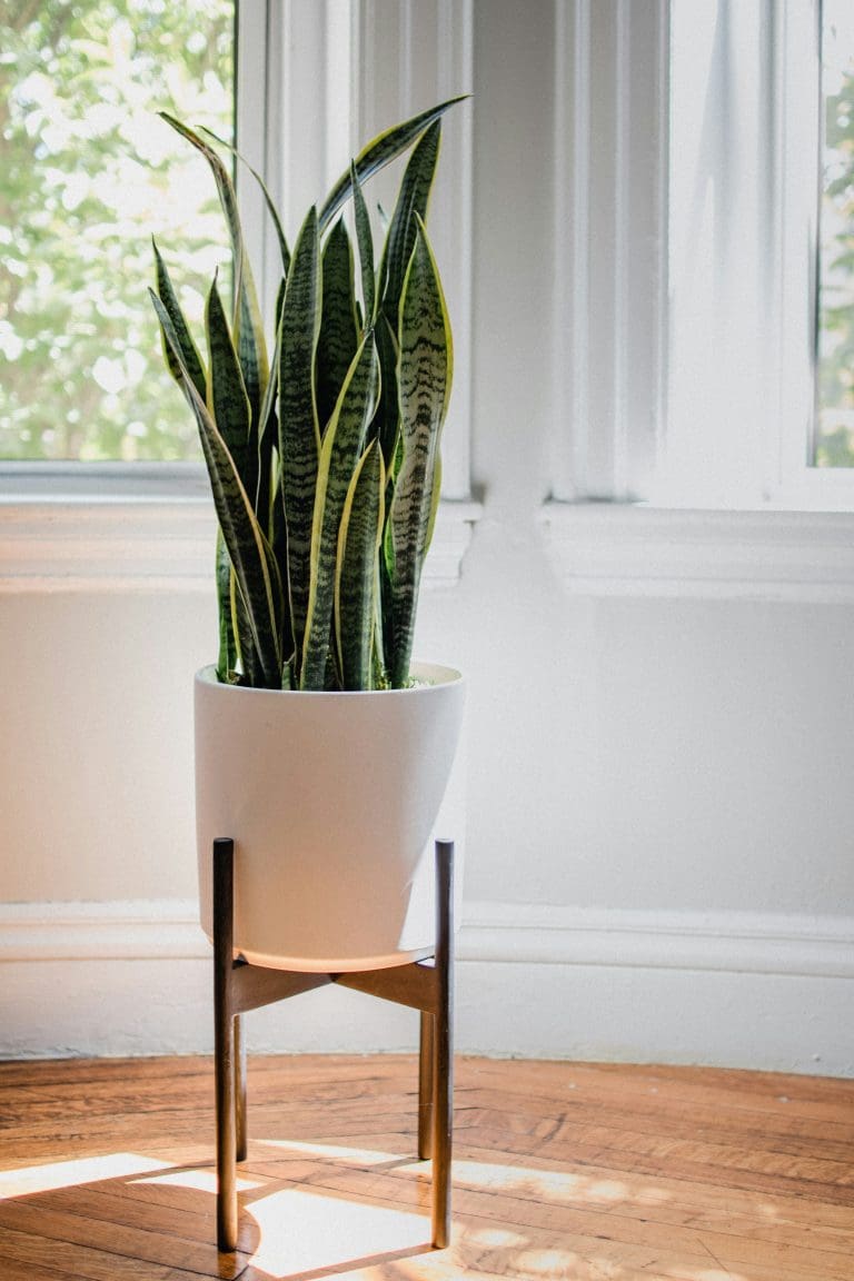 Planteria group