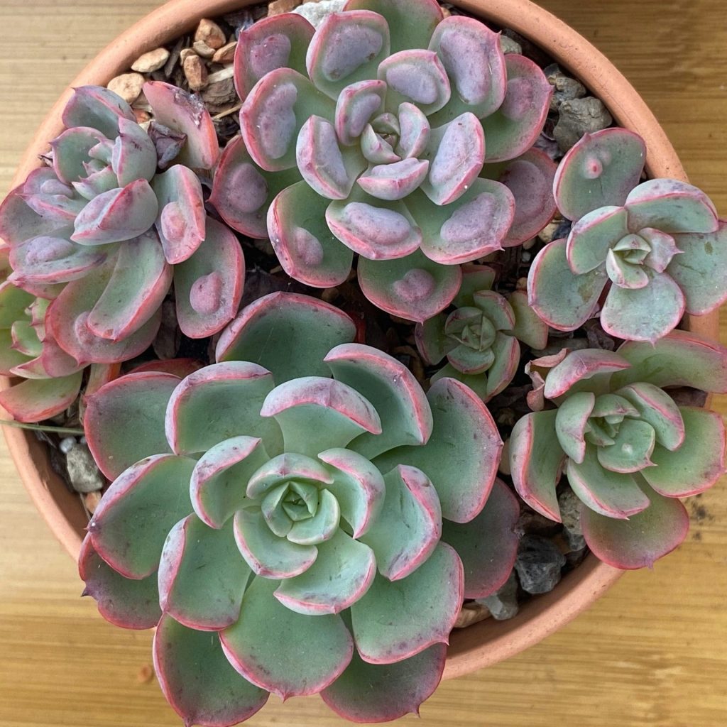 Echeveria “Lipstick” 20 Planteria group