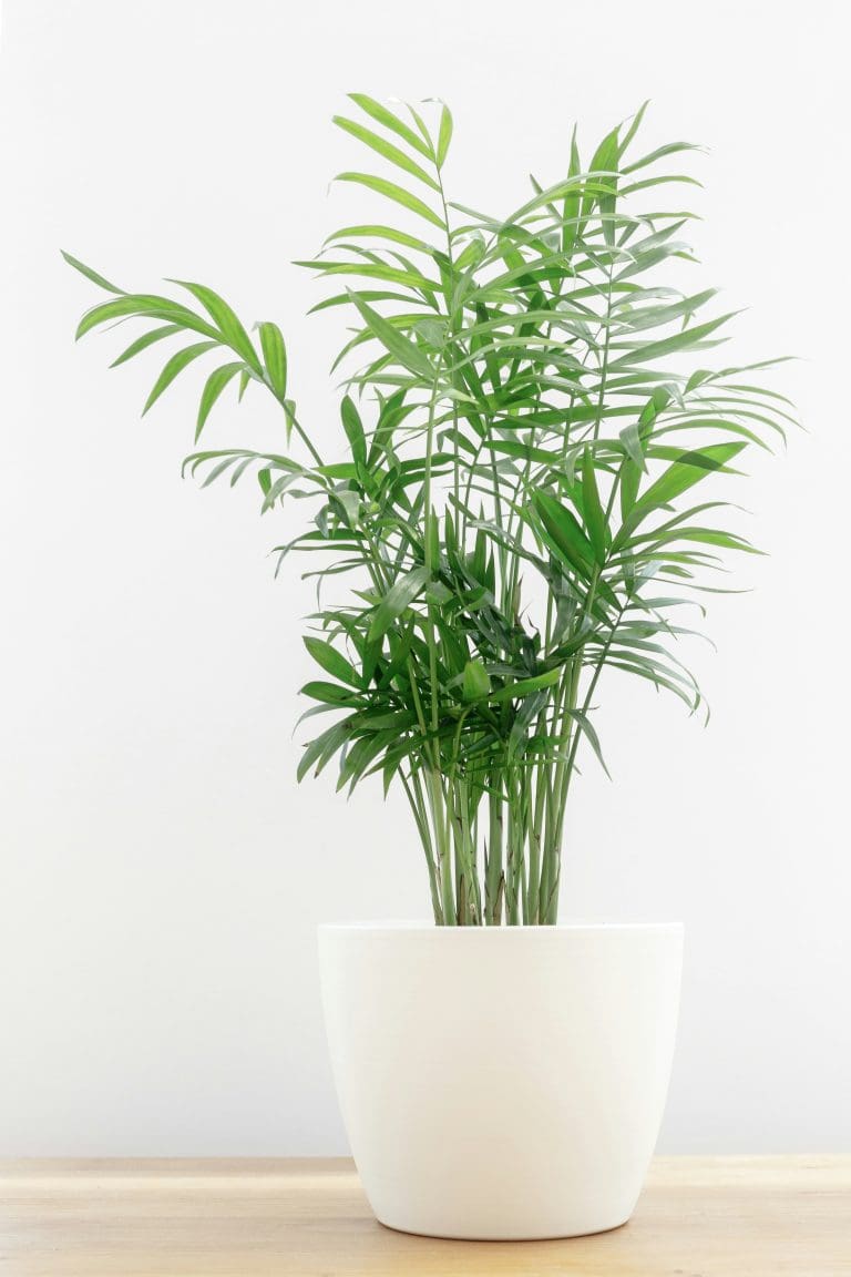 Planteria group
