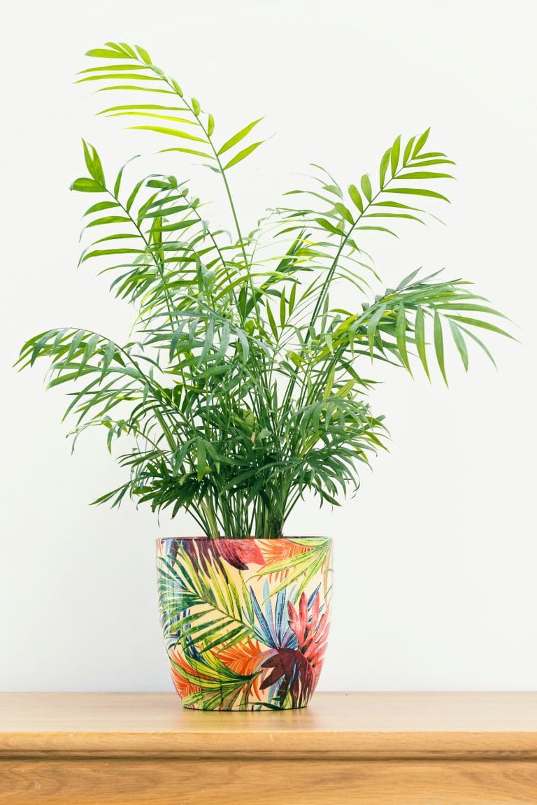 Planteria group