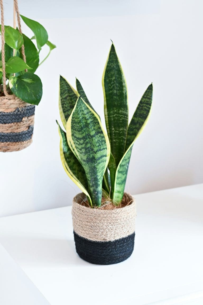 Planteria group
