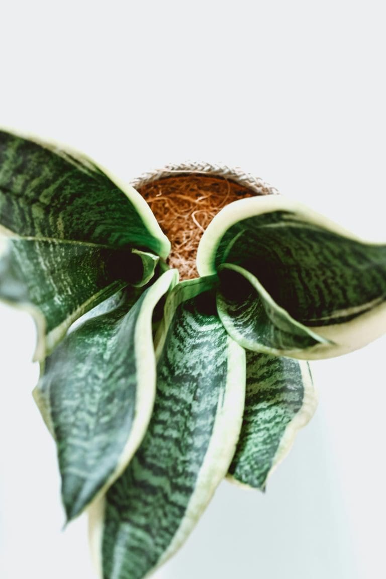 Planteria group