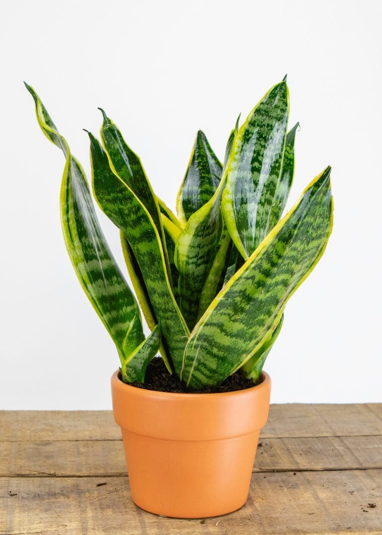 Planteria group