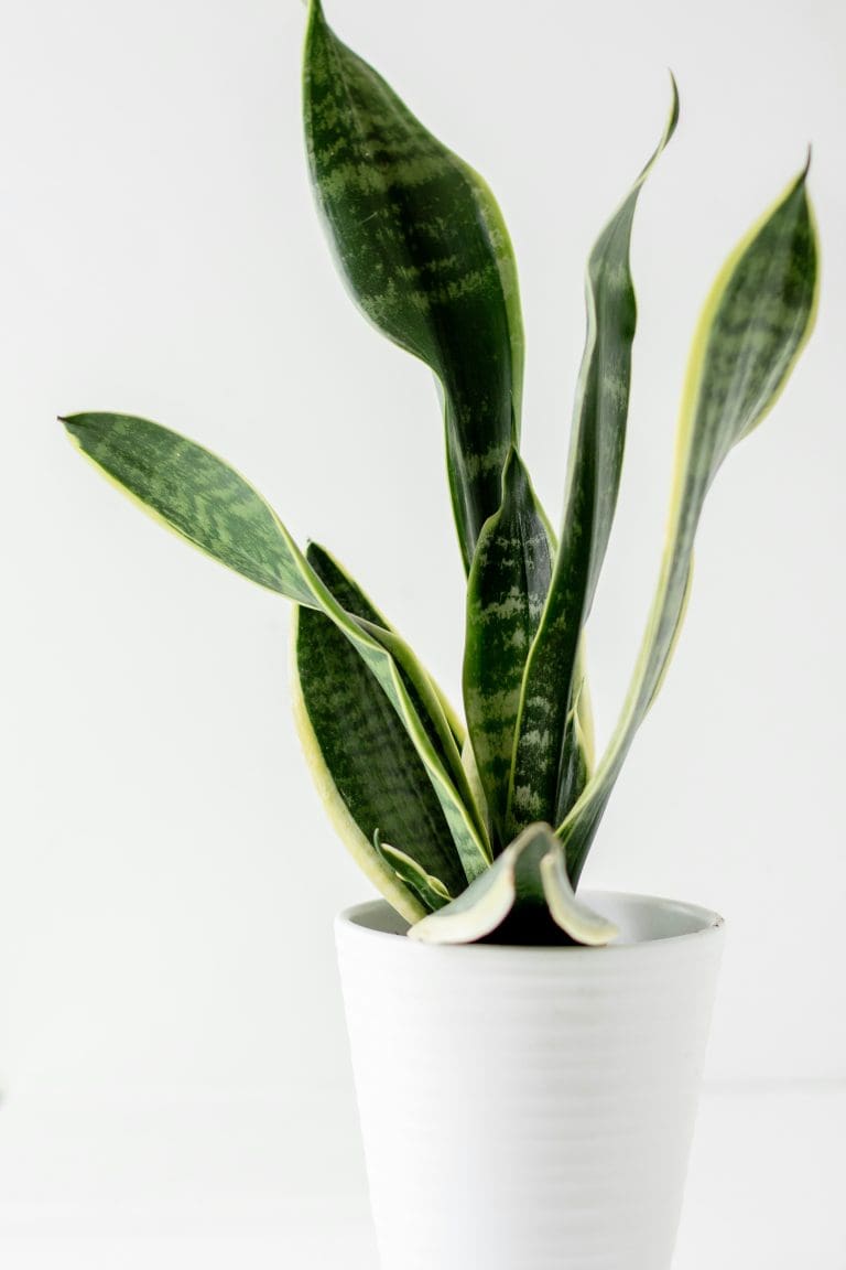 Planteria group