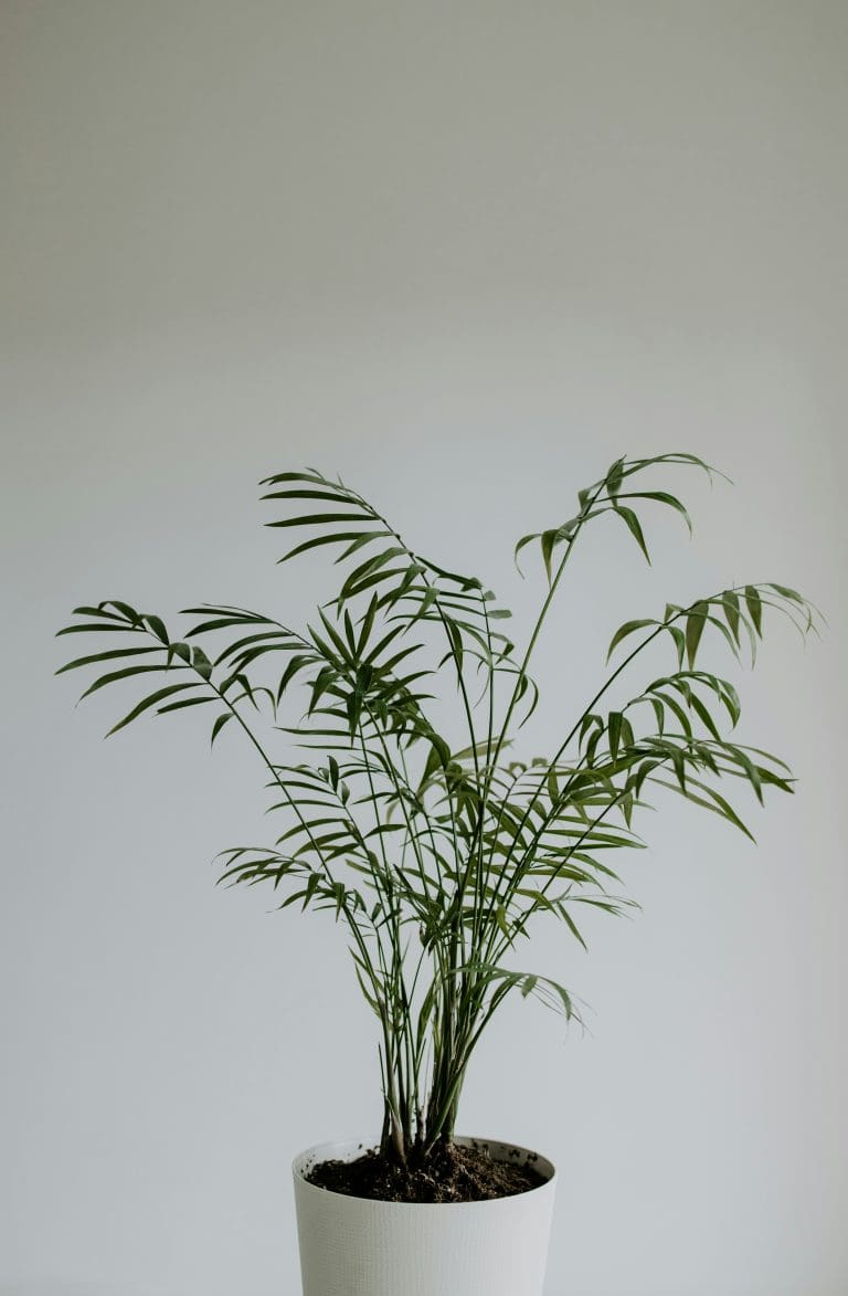Planteria group