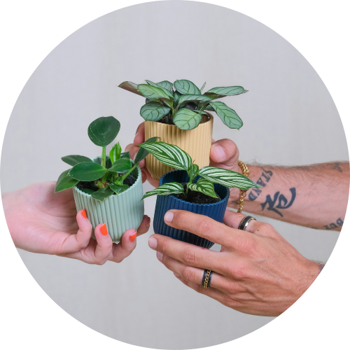 Sustainability at Planteria 4 9